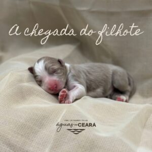 A chegada do filhote